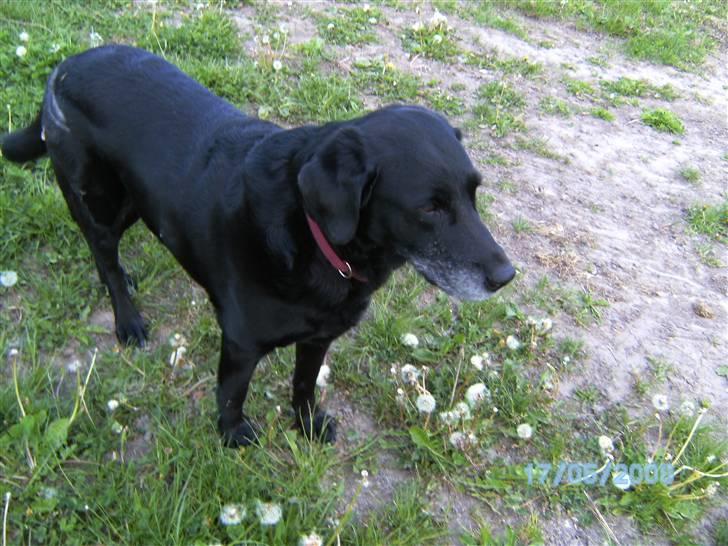 Labrador retriever Lady <3 billede 3