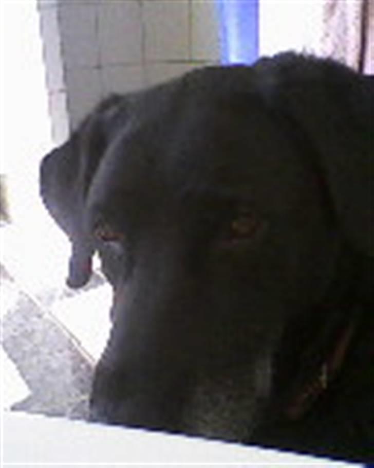 Labrador retriever Lady <3 - kikker på killingerne, som lægger i badekarret d: billede 4