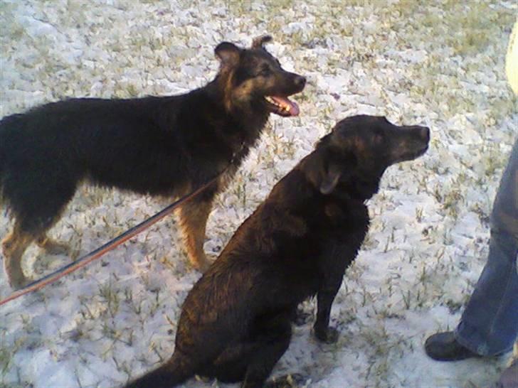 Labrador retriever Lady <3 - ude på lyngen. står og venter på en godbid, fra min mutti, samn med nejja (L) billede 5