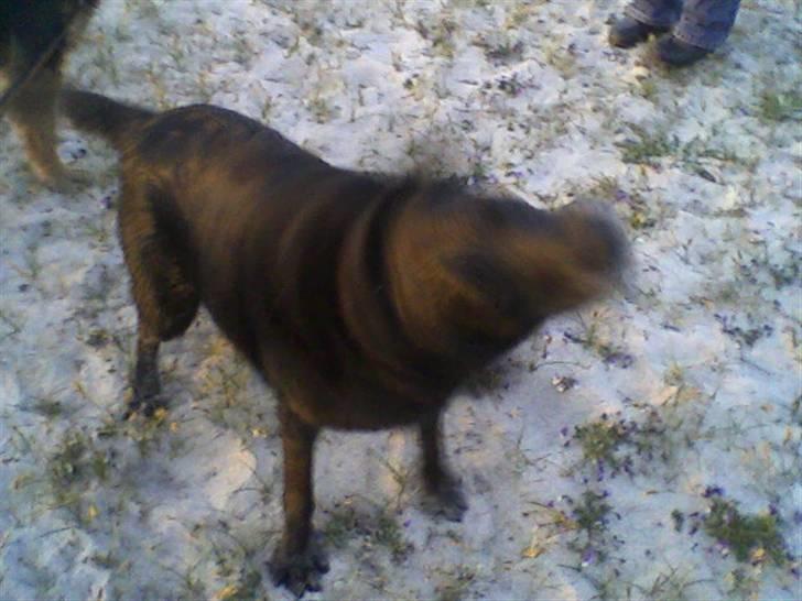 Labrador retriever Lady <3 - ude på lyngen. uh, shakeshake (; billede 6