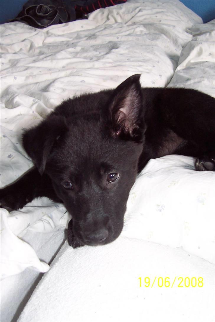 Blanding af racer Tessa billede 6