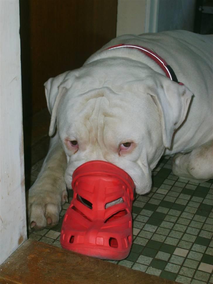 Amerikansk bulldog Bulli hvil i fred :`(  - Øv mine mennesker fandt mig :( og jeg ville bare smage de sko :) billede 18