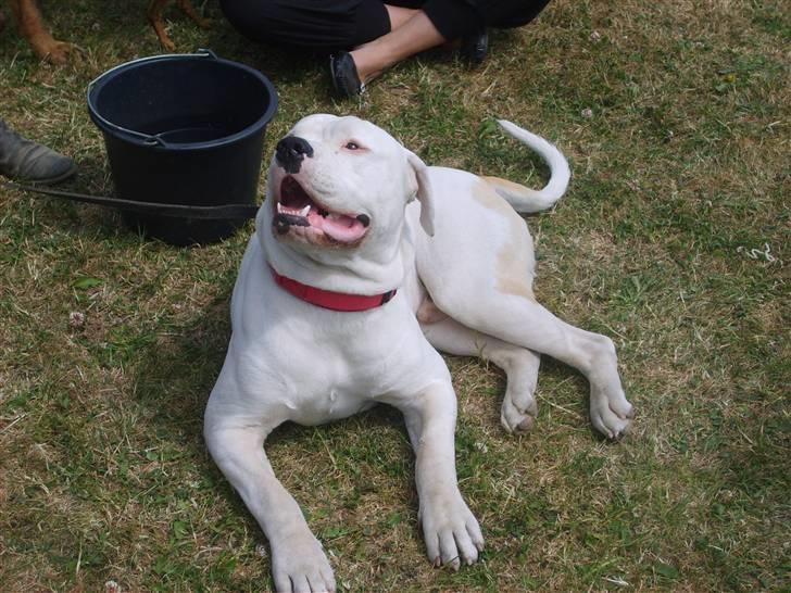 Amerikansk bulldog Bulli hvil i fred :`(  billede 19