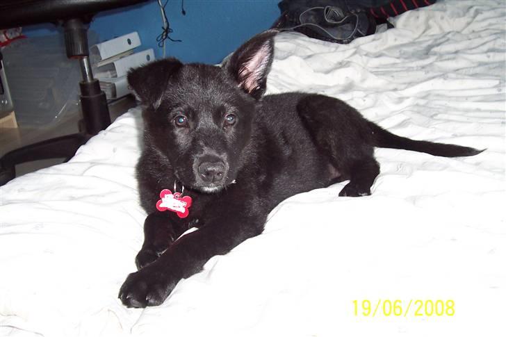 Blanding af racer Tessa - Hver sin charme - jeg har arvet både min mors og min fars ører  billede 7