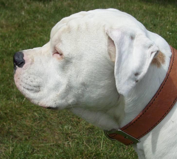 Amerikansk bulldog Bulli hvil i fred :`(  - Er jeg ikke bare smuk :) billede 20