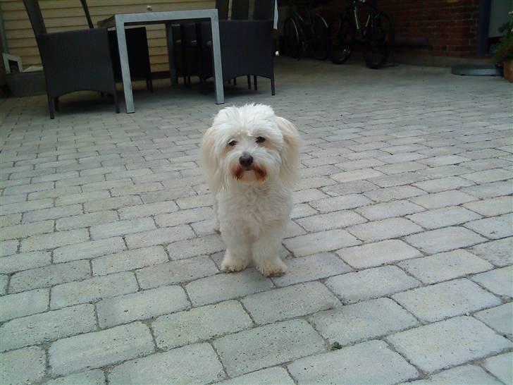 Coton de tulear Marni Dalbox Coton Unique billede 17