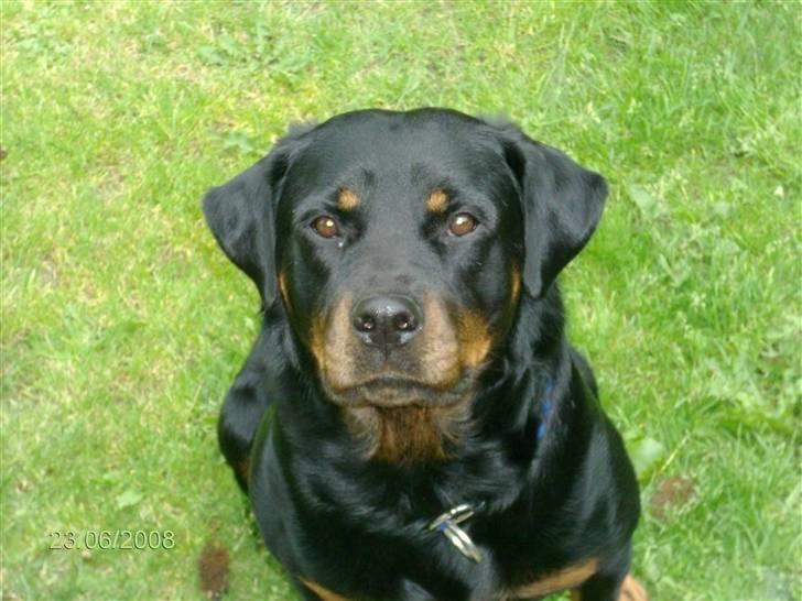 Rottweiler Mille <3 R.I.P <3 billede 1