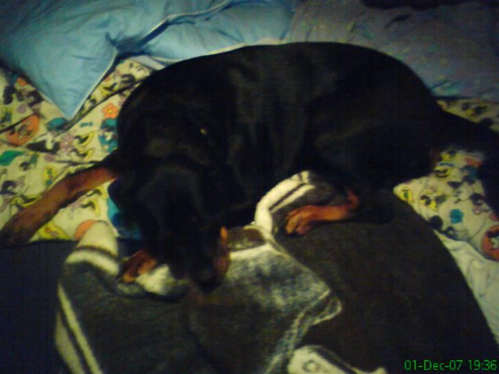 Rottweiler Mille <3 R.I.P <3 billede 2