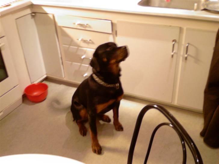 Rottweiler Mille <3 R.I.P <3 billede 3