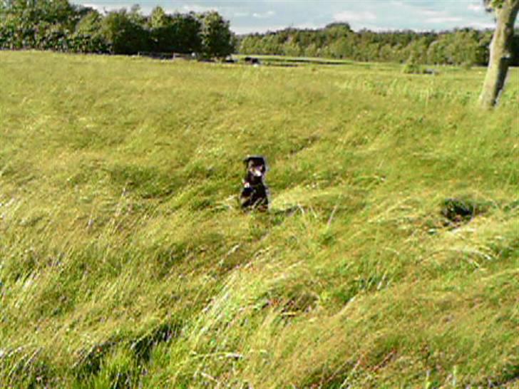 Rottweiler Mille <3 R.I.P <3 billede 4