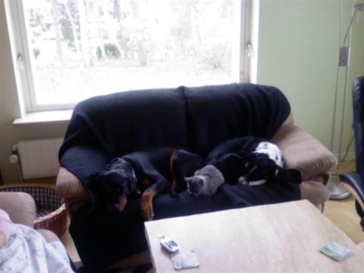 Rottweiler Mille <3 R.I.P <3 billede 5