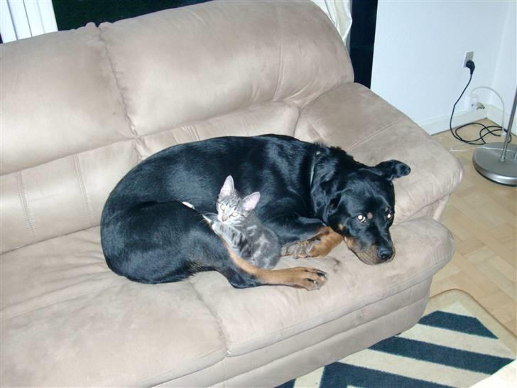 Rottweiler Mille <3 R.I.P <3 billede 6