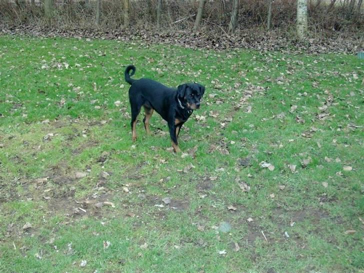 Rottweiler Mille <3 R.I.P <3 billede 7