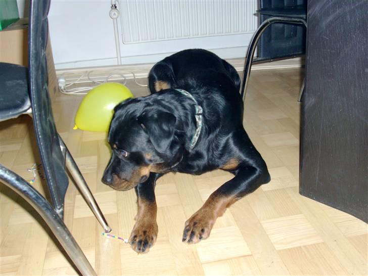 Rottweiler Mille <3 R.I.P <3 billede 8