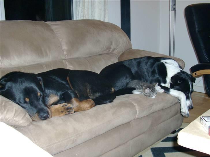 Rottweiler Mille <3 R.I.P <3 billede 9