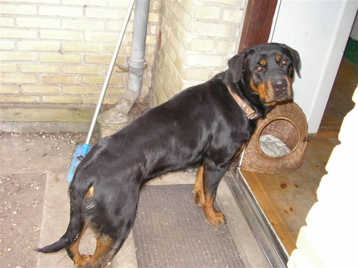 Rottweiler Elmedige's "Jubi" -*RIP* - NYT billede 14