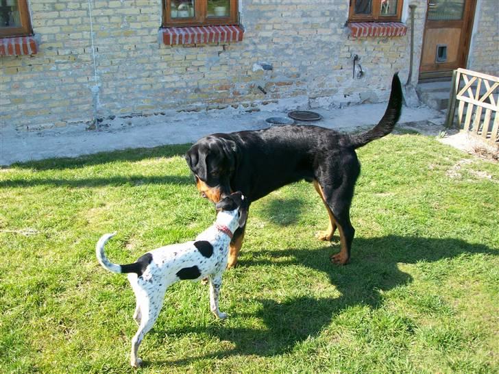 Dansk svensk gaardhund Freja billede 10