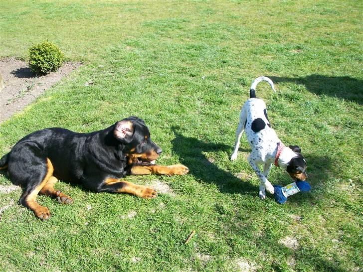 Dansk svensk gaardhund Freja billede 12