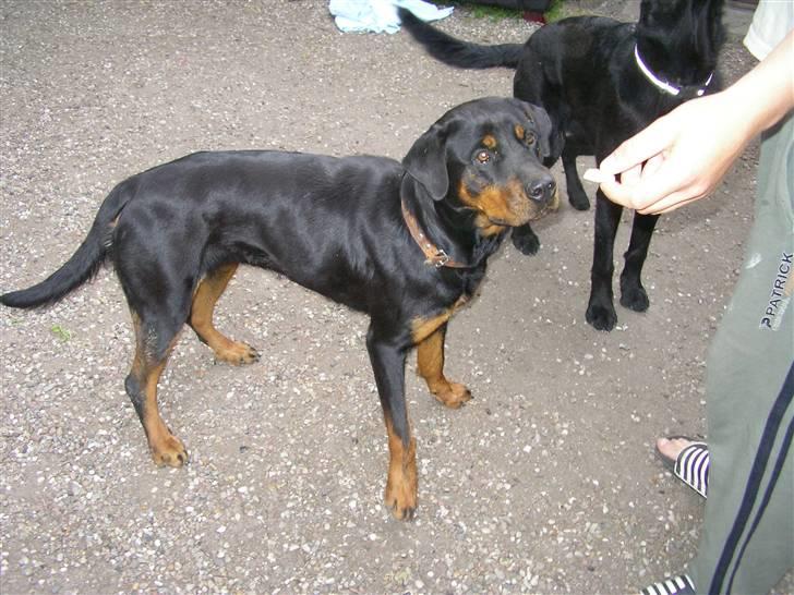 Rottweiler Elmedige's "Jubi" -*RIP* - NYT billede 18