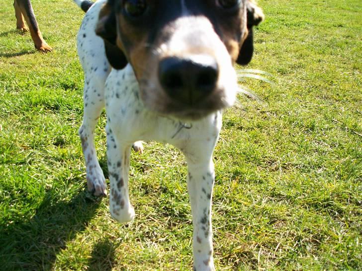 Dansk svensk gaardhund Freja billede 13