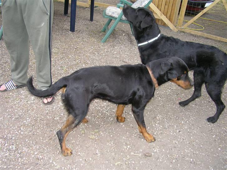 Rottweiler Elmedige's "Jubi" -*RIP* - NYT billede 19