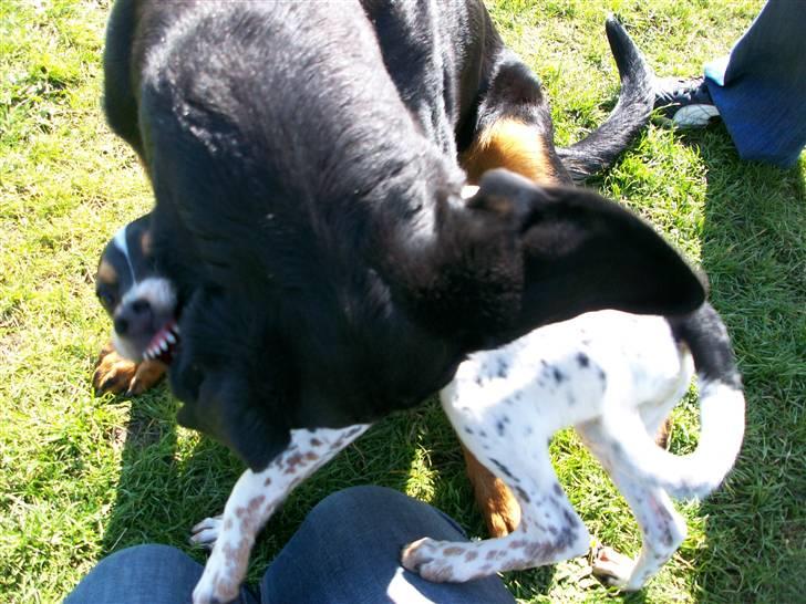 Dansk svensk gaardhund Freja billede 14