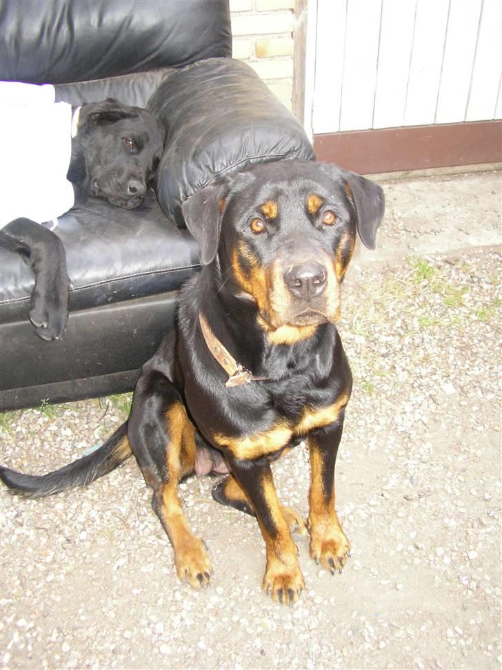 Rottweiler Elmedige's "Jubi" -*RIP* - NYT billede 20