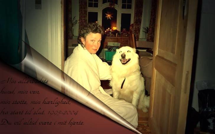 Samojedhund Taiga Himmelhund - Stina har lavet dette flotte billede med tekst til af Taiga og mig. billede 8