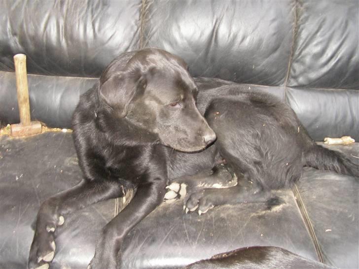 Blanding af racer Charlie - NYT billede 6