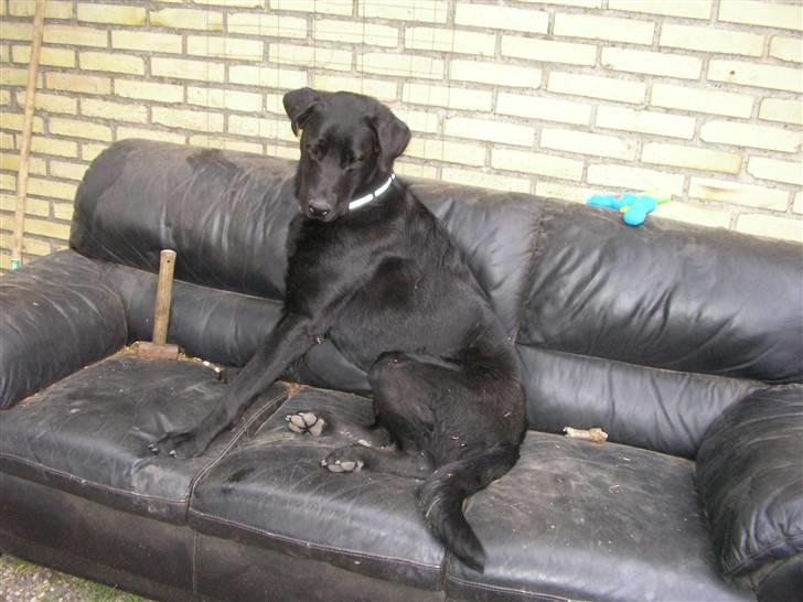 Blanding af racer Charlie - NYT billede 7