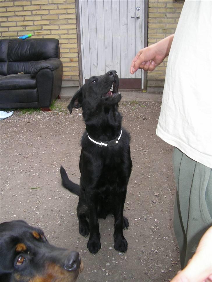 Blanding af racer Charlie - NYT billede 8