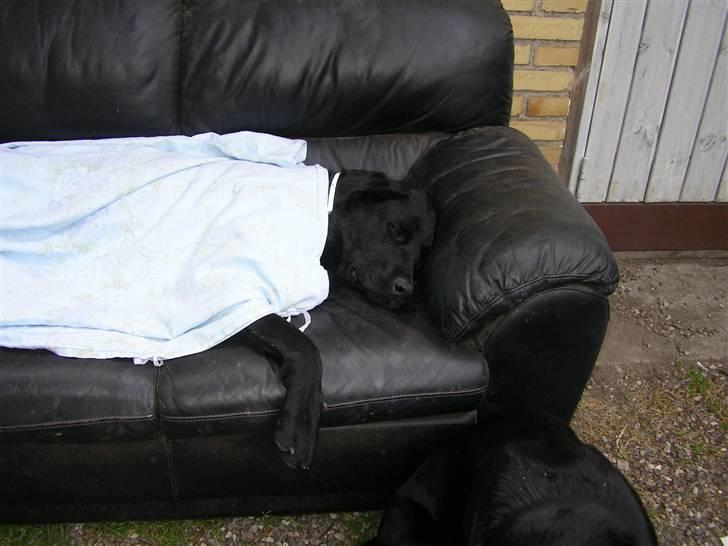 Blanding af racer Charlie - NYT. Er døøøøødtræt. Mille og jeg har været ude og rende hele natten;o)) billede 9