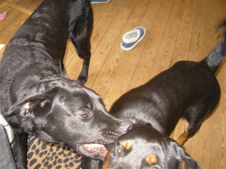 Blanding af racer Charlie billede 10