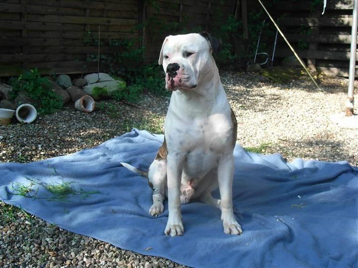 Amerikansk bulldog harley - prins charming billede 16