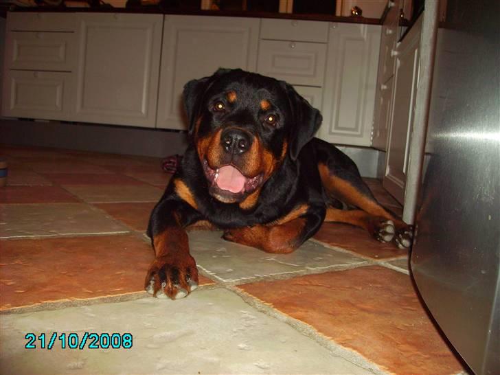 Rottweiler Xinka's Casko (R.I.P) - 8 måneder billede 6