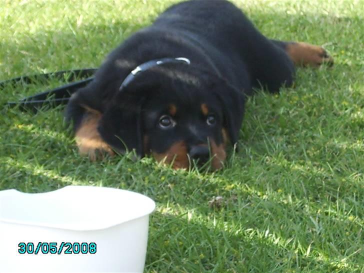 Rottweiler Xinka's Casko (R.I.P) - 9 uger billede 7