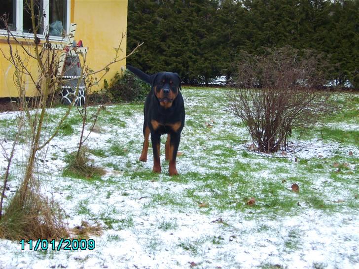 Rottweiler Xinka's Casko (R.I.P) - 10 mdr. billede 8
