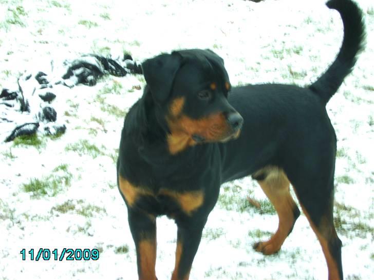 Rottweiler Xinka's Casko (R.I.P) - 10 mdr. billede 9