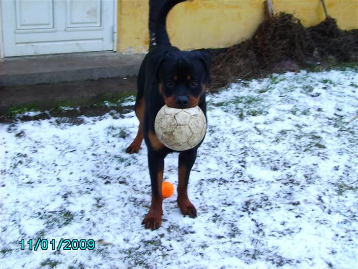 Rottweiler Xinka's Casko (R.I.P) - 10 mdr. billede 10
