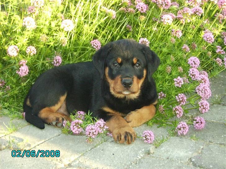 Rottweiler Xinka's Casko (R.I.P) - 10 uger billede 11