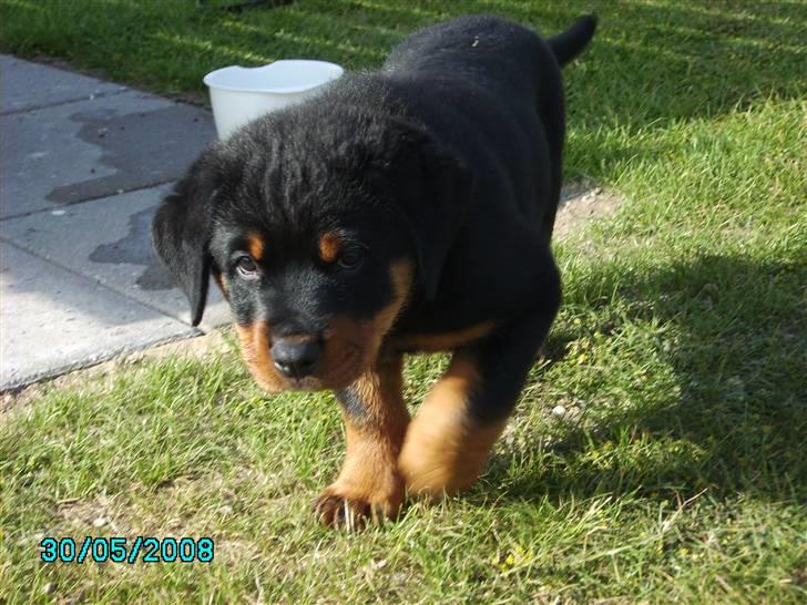 Rottweiler Xinka's Casko (R.I.P) - 9 uger billede 12