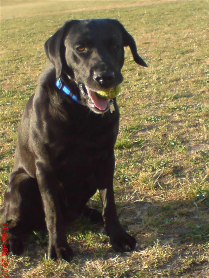 Labrador retriever Buster(formel 1) - tag nu min bold billede 1