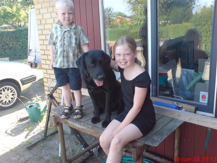 Labrador retriever Buster(formel 1) - her sidder jeg men storesøster og lillebror billede 2