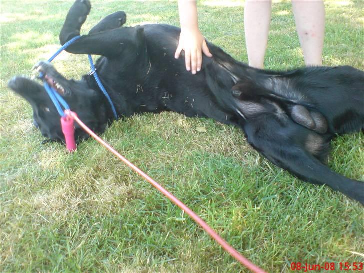 Labrador retriever Buster(formel 1) - vov vov hvor dejligt billede 3