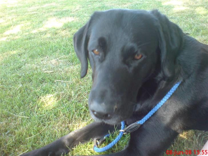 Labrador retriever Buster(formel 1) - jeg keder mig billede 4