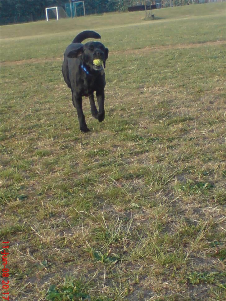 Labrador retriever Buster(formel 1) - her kommer jeg med min fine bold billede 5