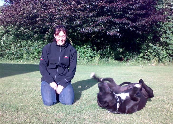 Amerikansk staffordshire terrier darko billede 11