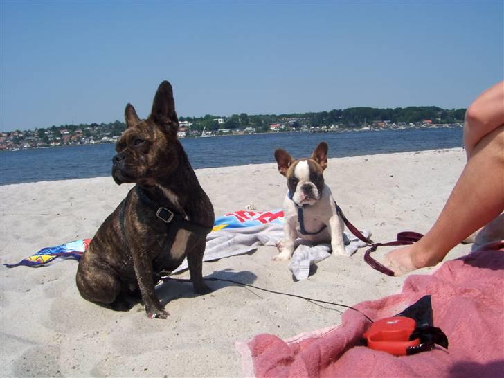 Fransk bulldog James - sover godt nu  - James og Tulle på stranden billede 17