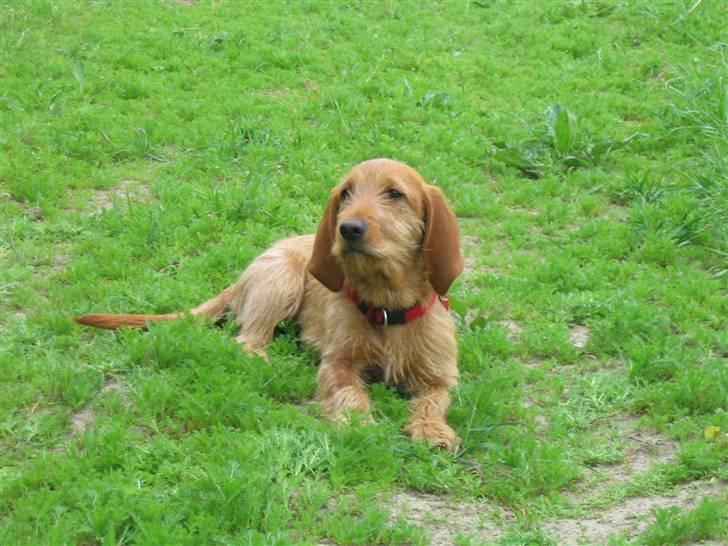 Basset fauve de bretagne Freya billede 12