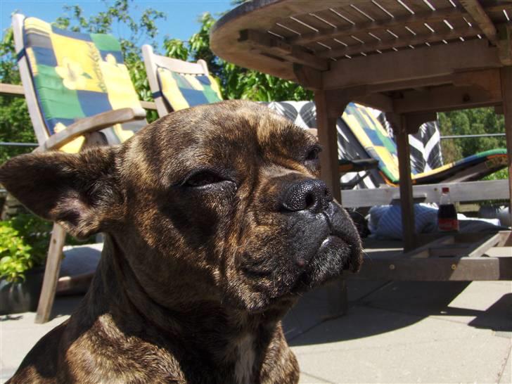 Fransk bulldog Tulle billede 10